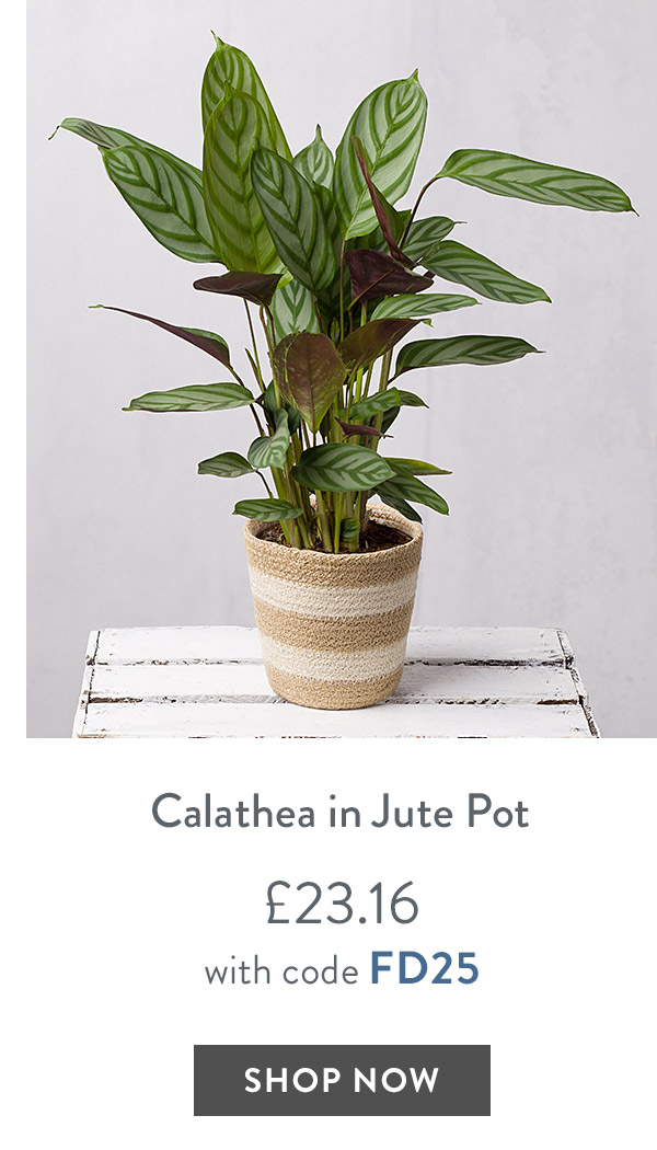 Calathea in Jute Pot - only &pound;23.16 with code