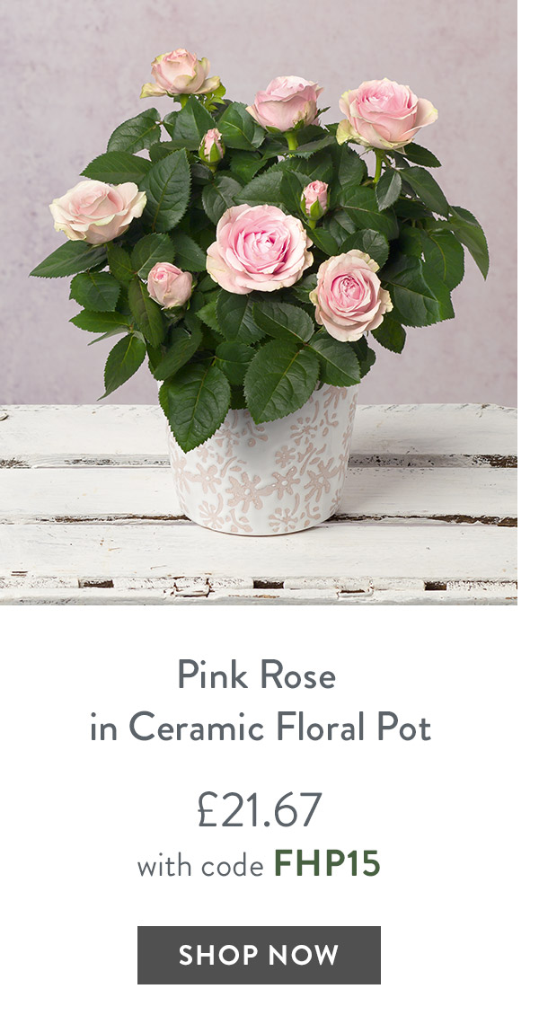 Pink Rose in Ceramic Floral Pot - only &pound;21.67 with code