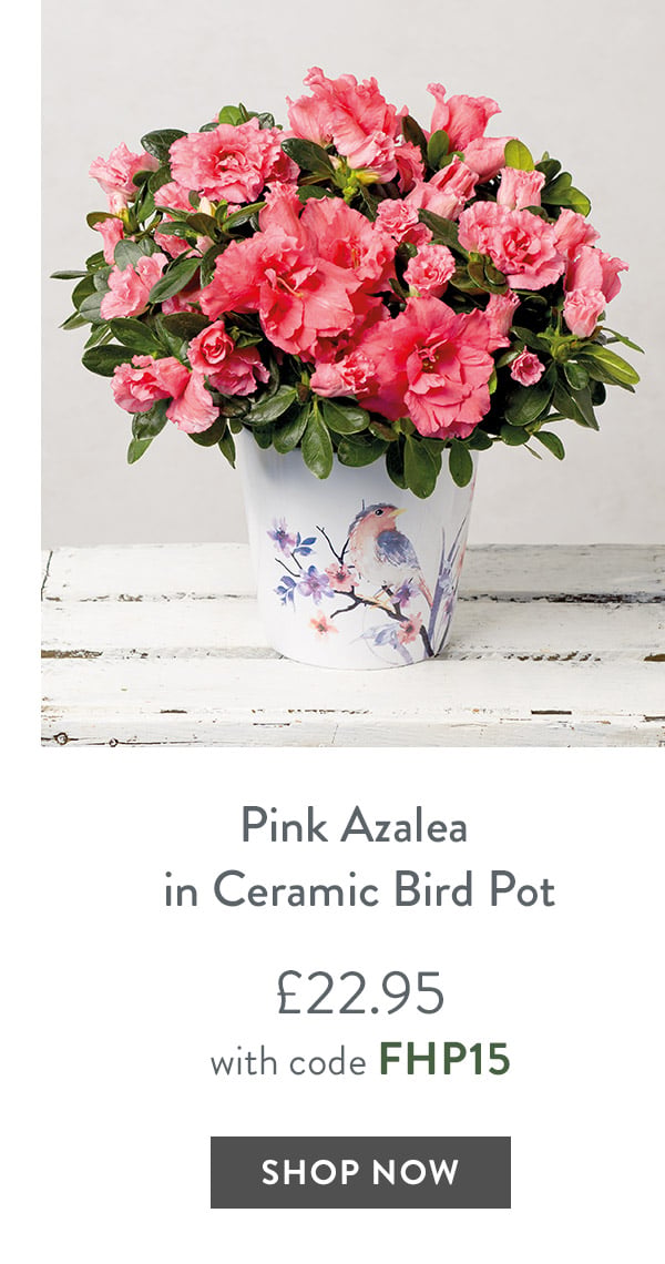 Pink Azalea in Ceramic Bird Pot - only &pound;22.95 with code