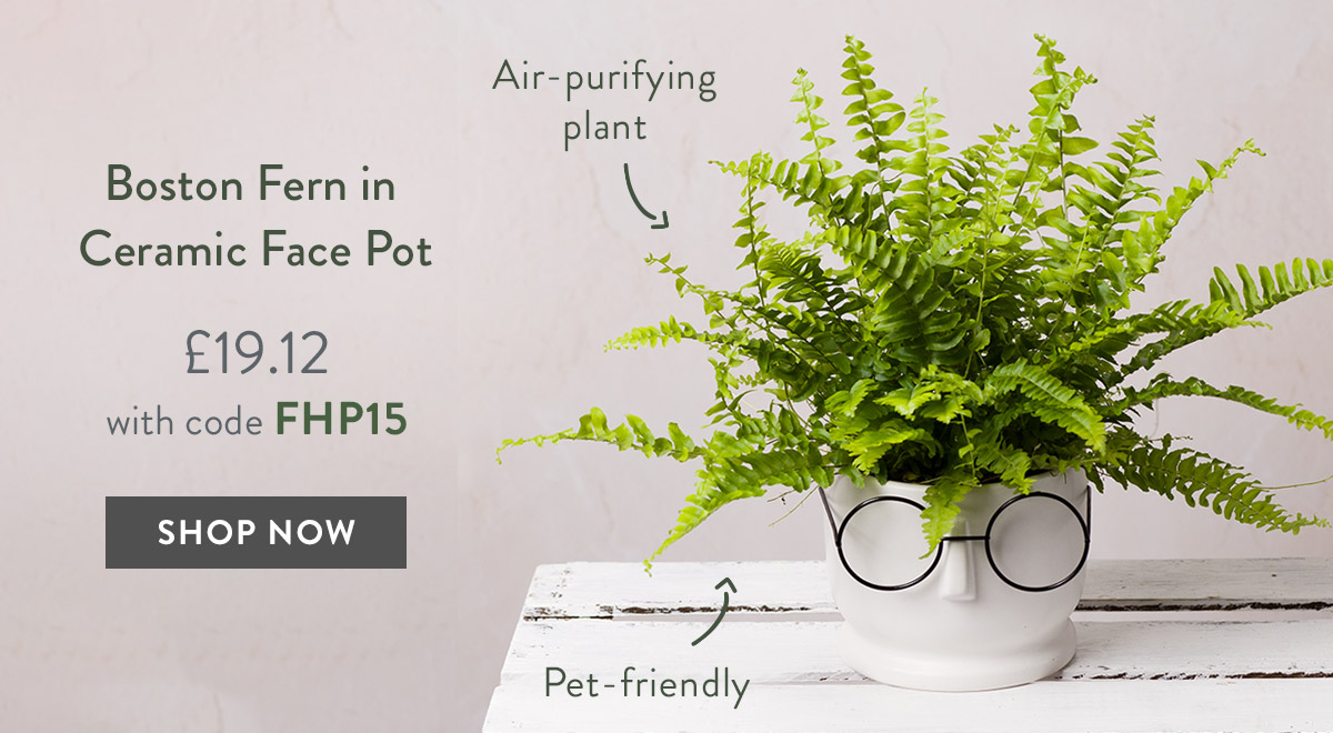 Boston Fern in Ceramic Face Pot - only &pound;19.12 with code