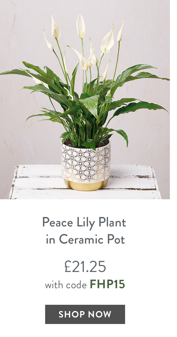 Peace Lily Plant in Ceramic Pot - only &pound;21.25 with code