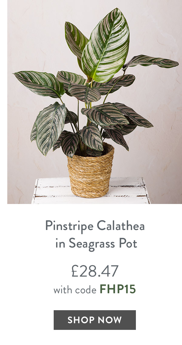 Pinstripe Calathea in Seagrass Pot - only &pound;28.47 with code