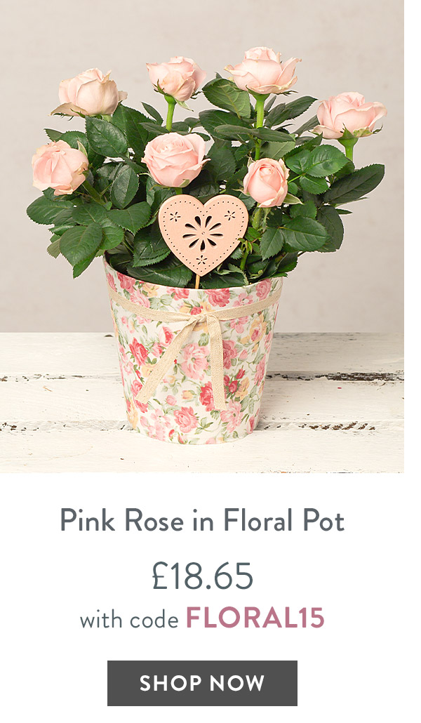 Pink Rose in Floral Pot - only &pound;18.65 with code