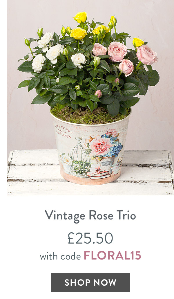 Vintage Rose Trio - only &pound;25.50 with code