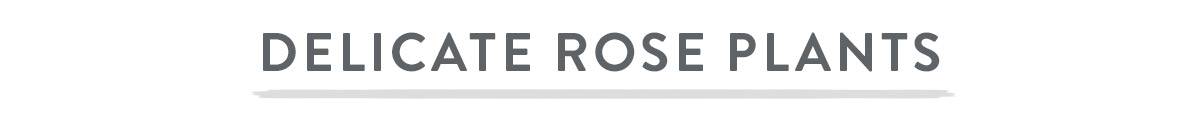 Delicate Rose Plants