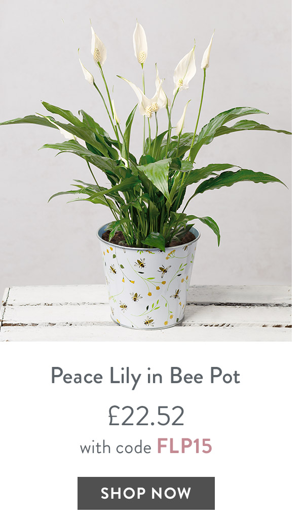 Peace Lily in Bee Pot - only &pound;22.52 with code