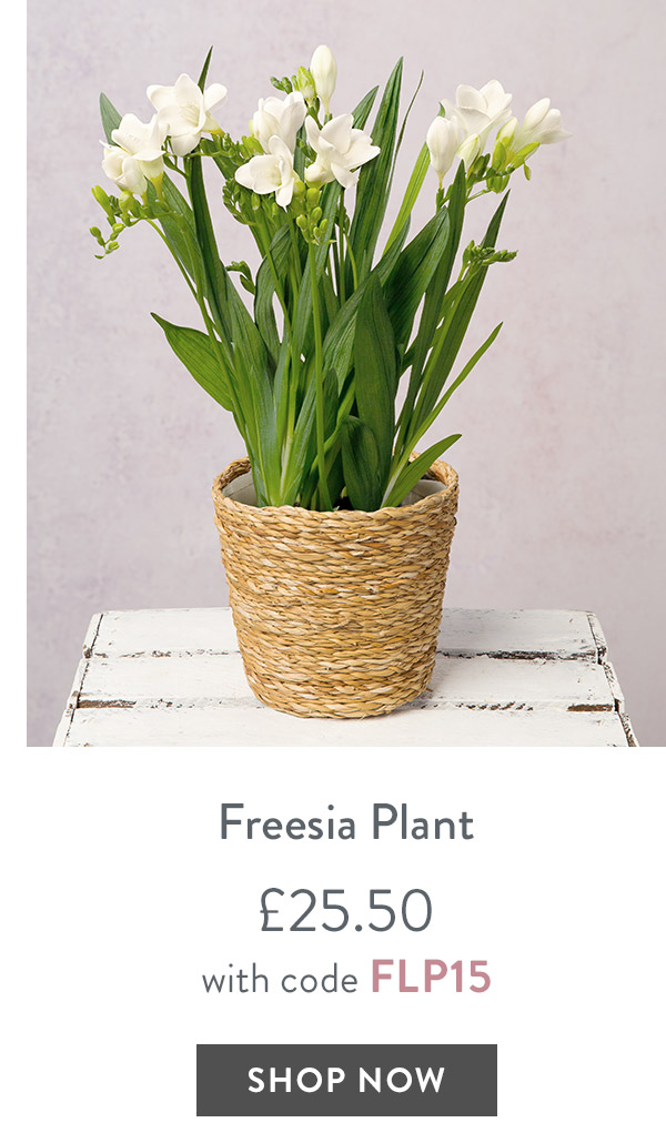 Freesia Plant - only &pound;25.50 with code