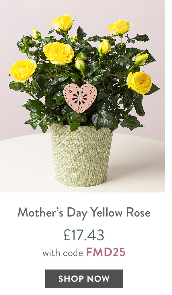 Mother's Day Yellow Rose - only &pound;17.43 with code