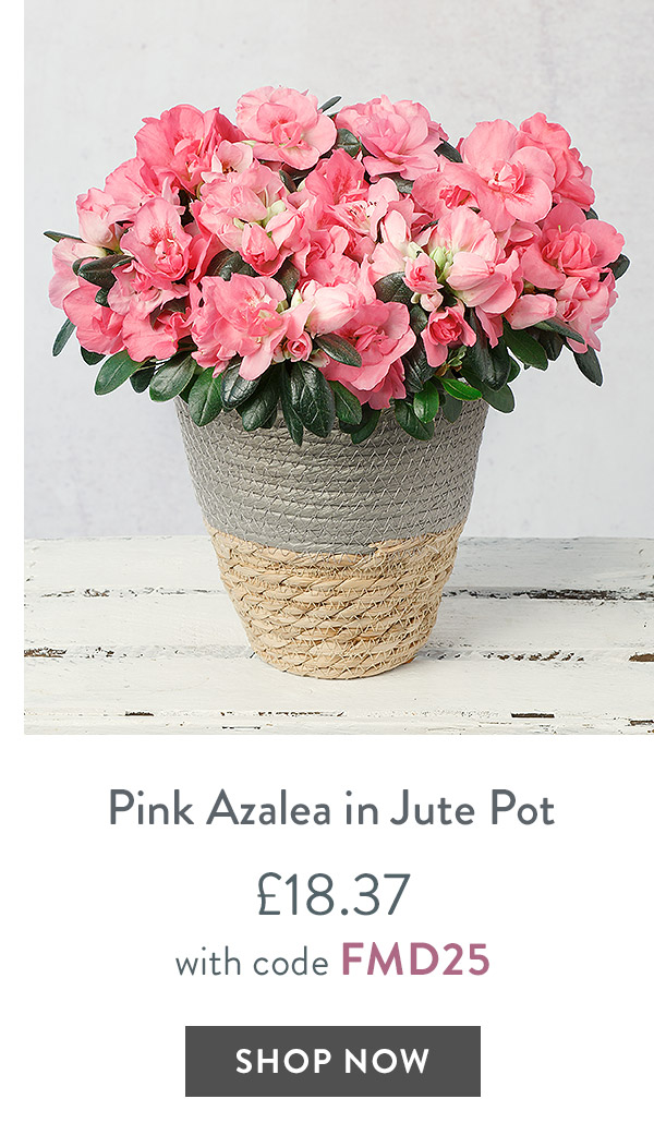 Pink Azalea in Jute Pot - only &pound;18.37 with code