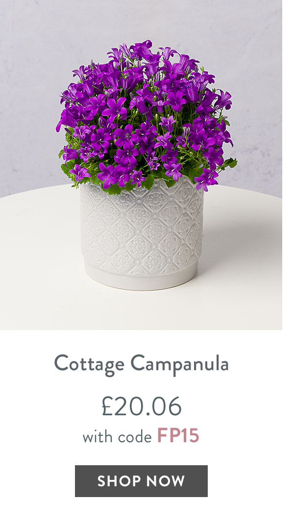 Cottage Campanula - only &pound;20.06 with code