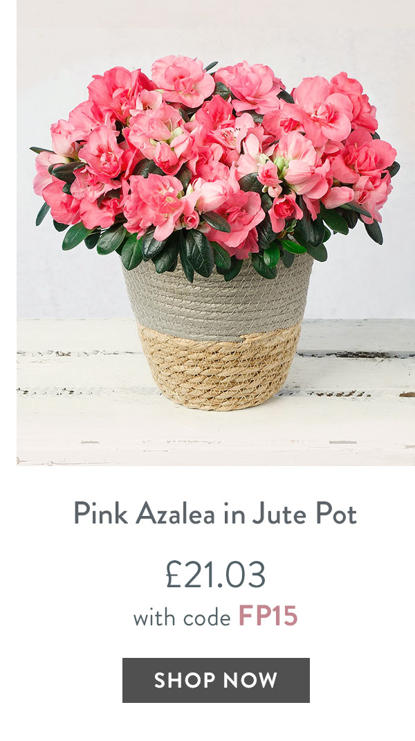 Pink Azalea in jute pot - only &pound;21.03 with code