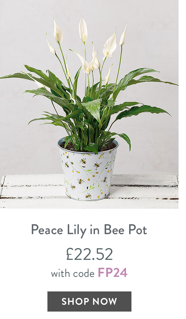 Peace Lily in Bee Pot - only &pound;22.52 with code