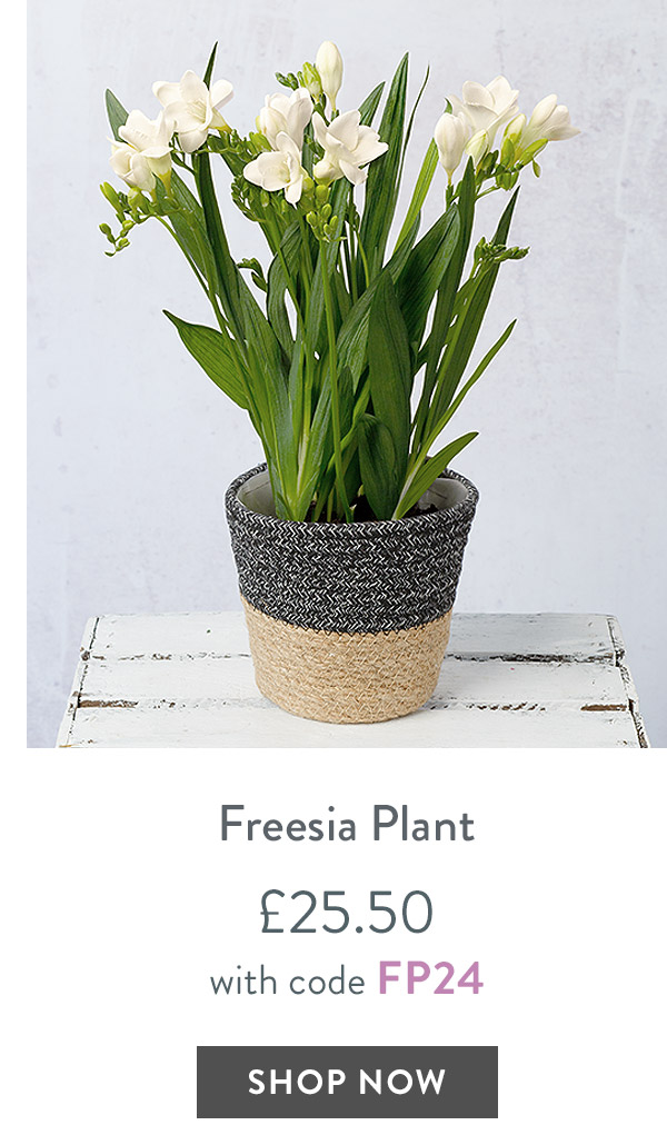 Freesia Plant - only &pound;25.50 with code