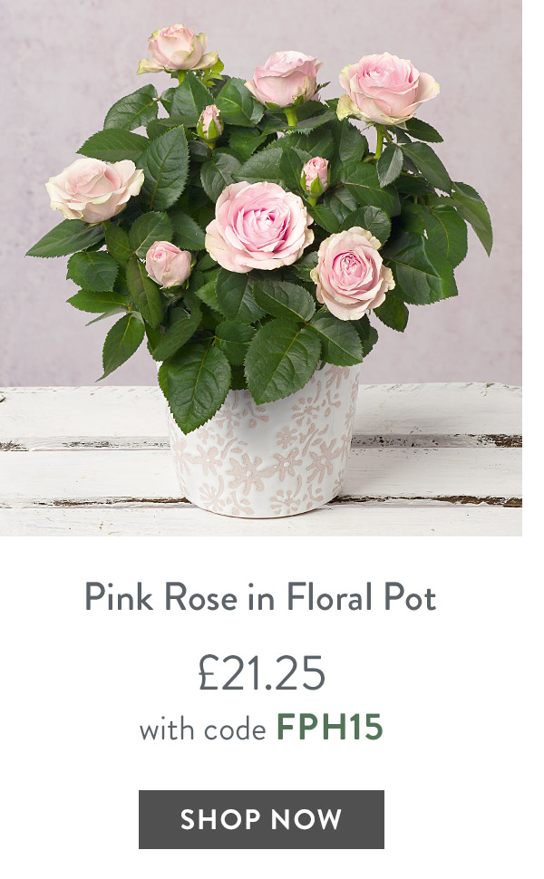 Pink Rose in Ceramic Floral Pot - only &pound;21.25 with code