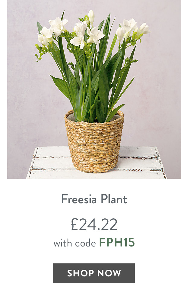 Freesia Plant - only &pound;24.22 with code