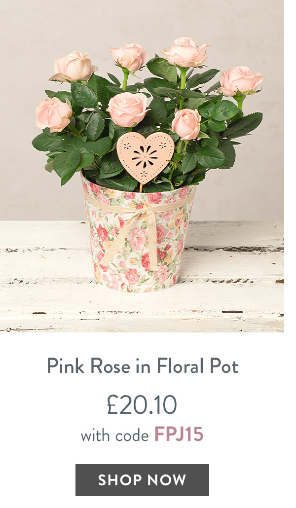 Pink Rose in Floral Pot - only &pound;20.10 with code