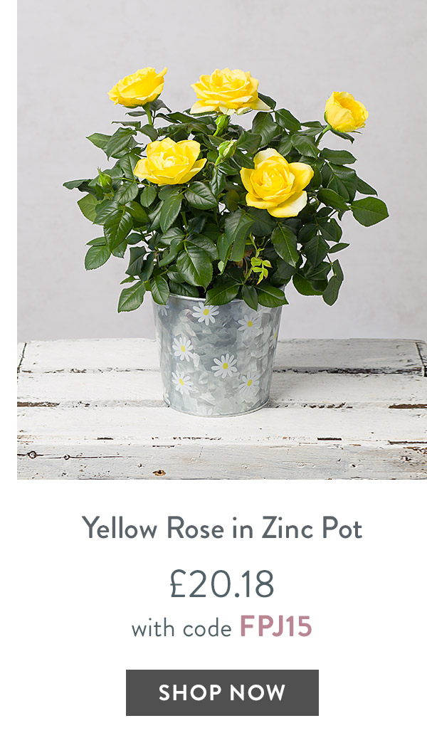 Yellow Rose in Zinc Pot - only &pound;20.18 with code