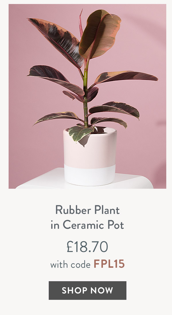 Rubber Plant in Ceramic Pot - only &pound;18.70 with code