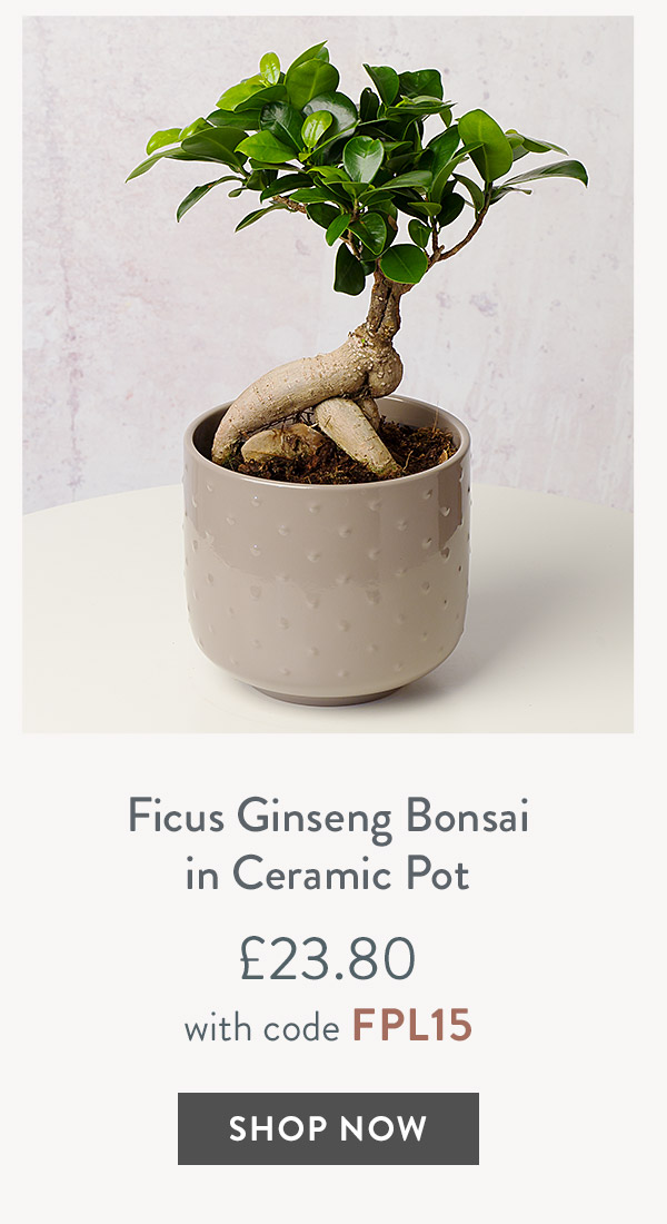 Ficus Ginseng Bonsai in Ceramic Pot - only &pound;23.80 with code