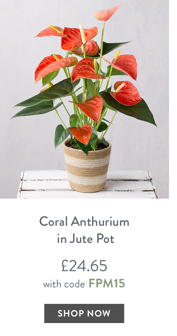 Coral Anthurium in Jute Pot - only &pound;24.65 with code