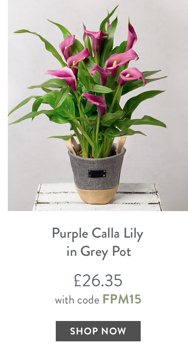 Purple Calla Lily in Grey Pot - only &pound;26.35 with code