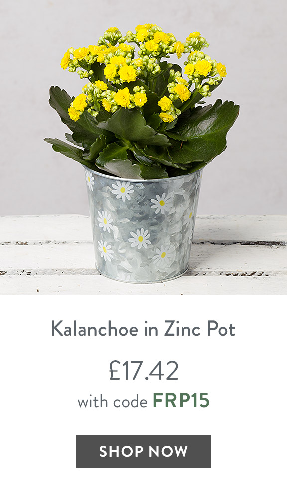 Kalanchoe in Zinc Daisy Pot - only &pound;17.42 with code