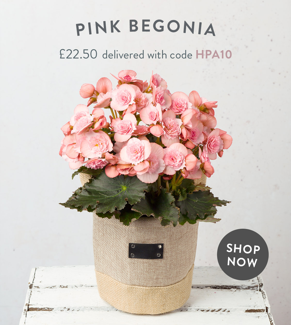 Pink Begonia - only &pound;22.50 delivered