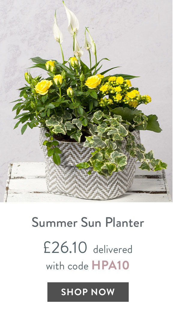 Summer Sun Planter - only &pound;26.10 delivered
