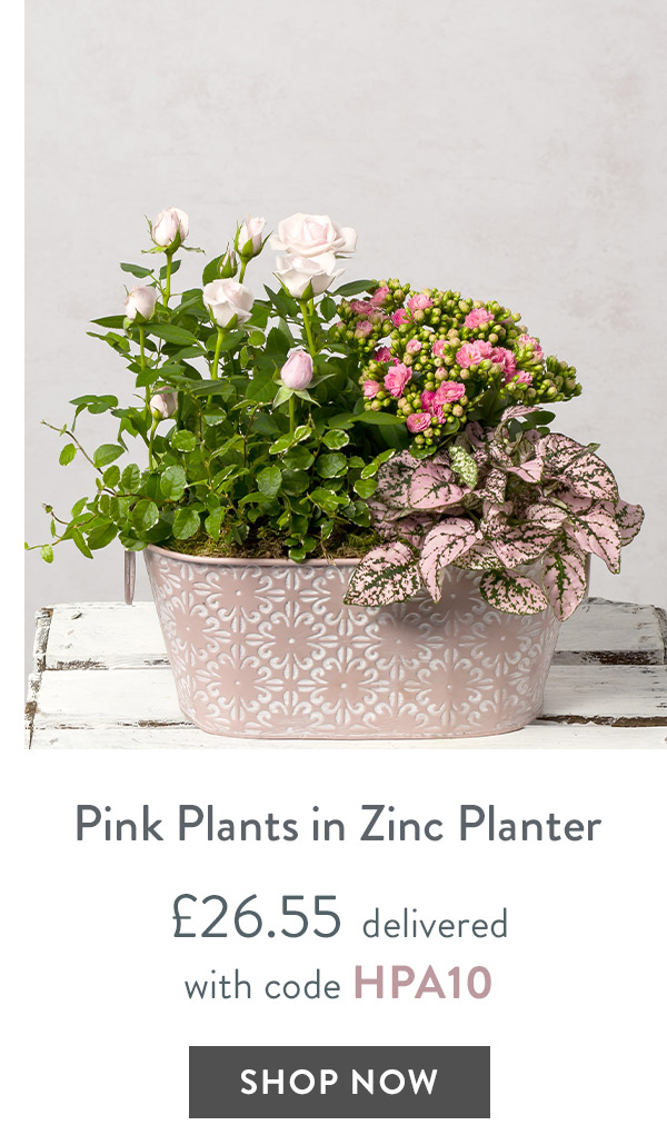 Pink Plants in Zinc Planter - only &pound;26.55 delivered