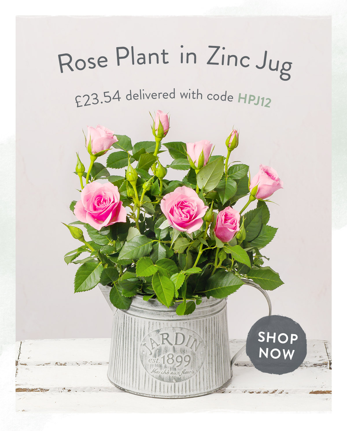 Rose Plant in Zinc Jug - only &pound;23.54 delivered