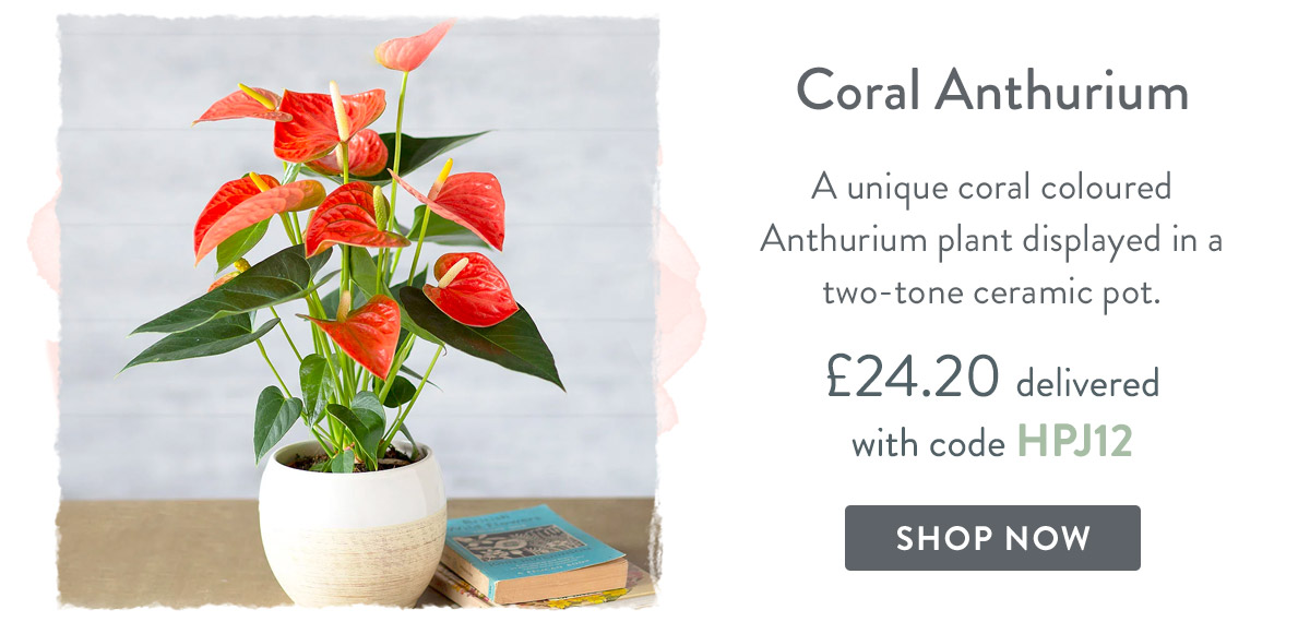 Coral Anthurium - only &pound;24.20 delivered