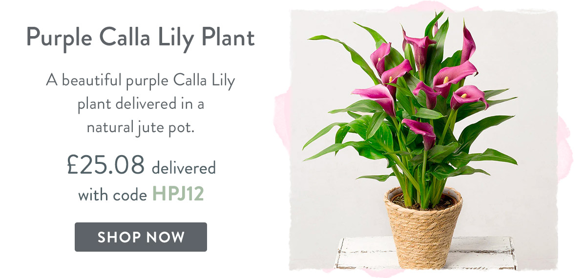 Purple Calla Lily Plant - only &pound;25.08 delivered