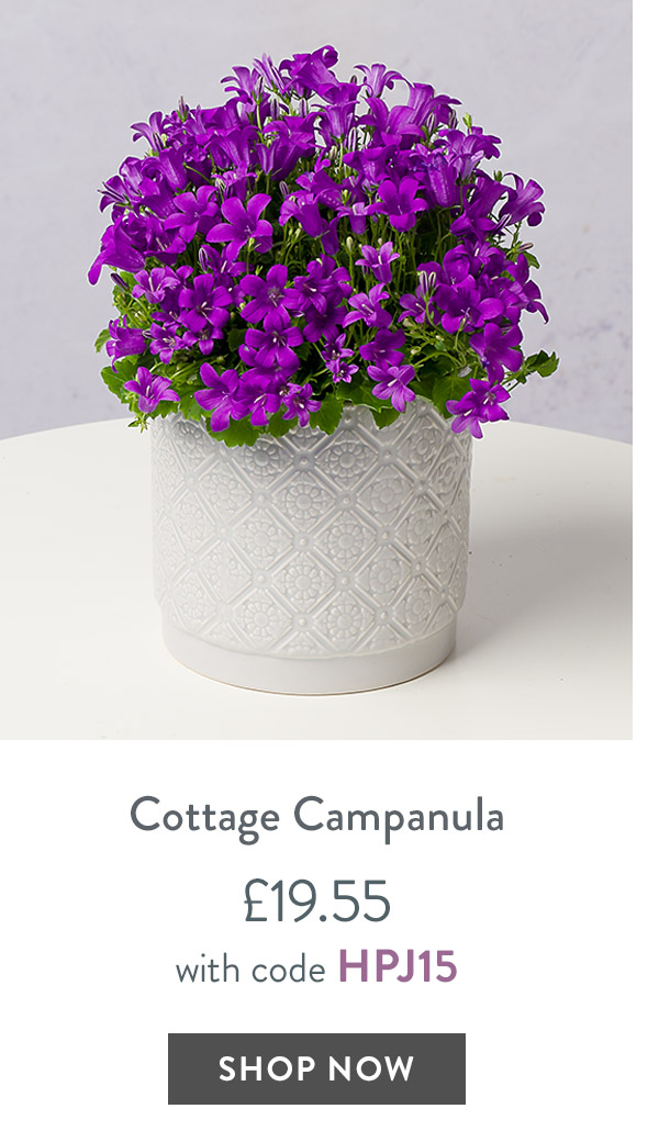 Cottage Campanula - only &pound;19.55 with code