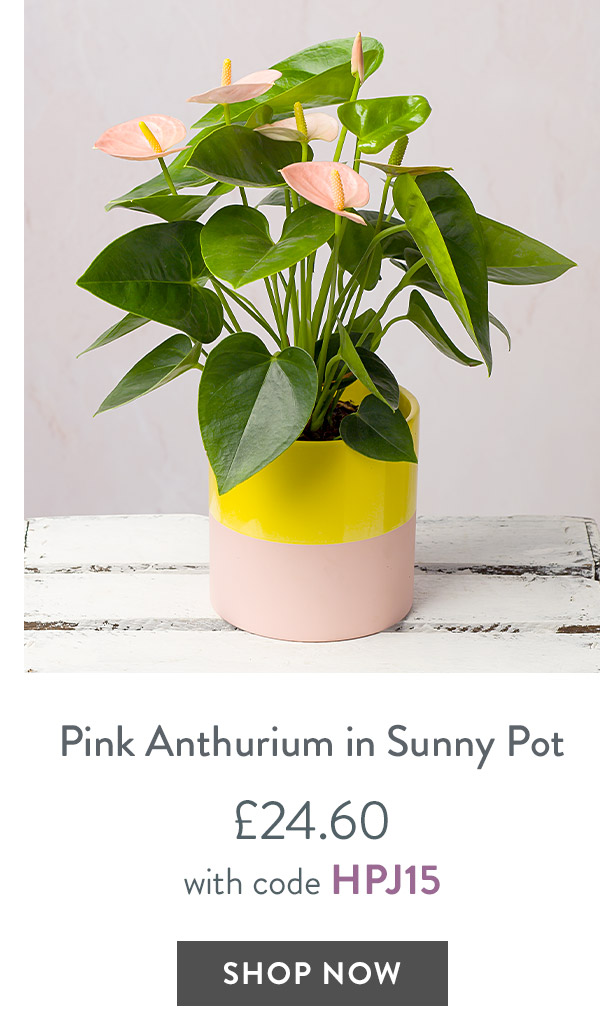 Pink Anthurium in Sunny Pot - only &pound;24.60 with code