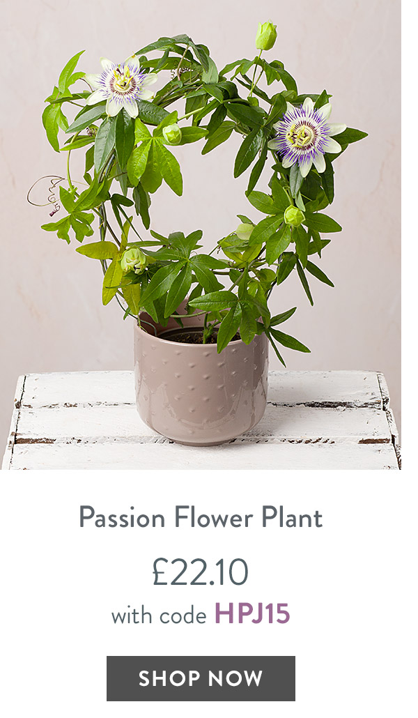 Passion Flower Plant - only &pound;22.10 with code