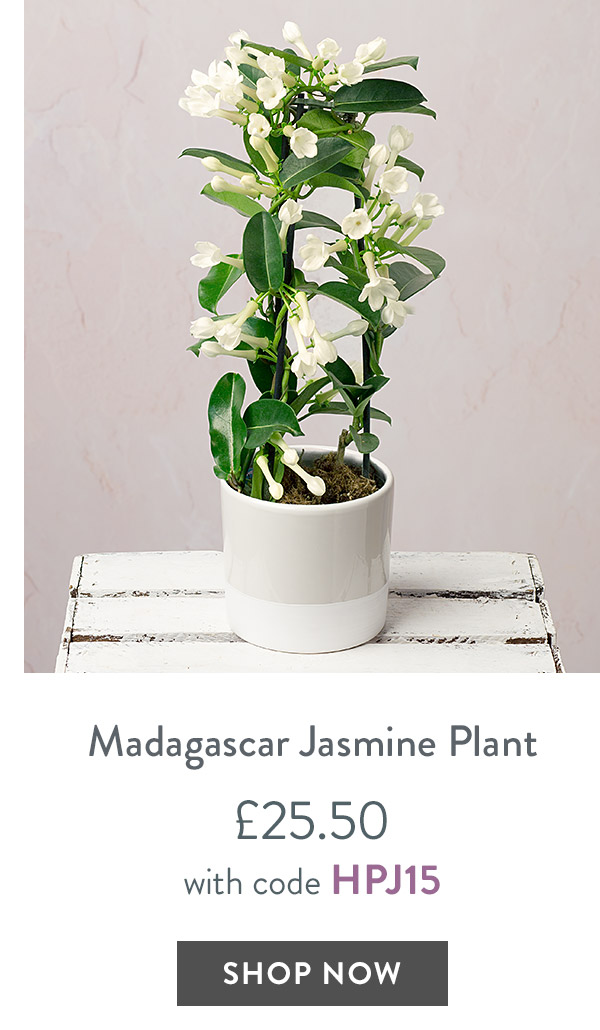 Madagascar Jasmine Plant - only &pound;25.50 with code