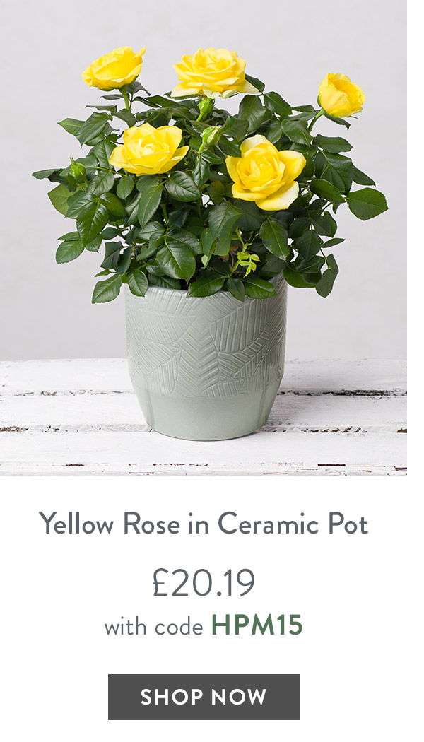 Yellow Rose in Ceramic Pot - only &pound;20.19 with code