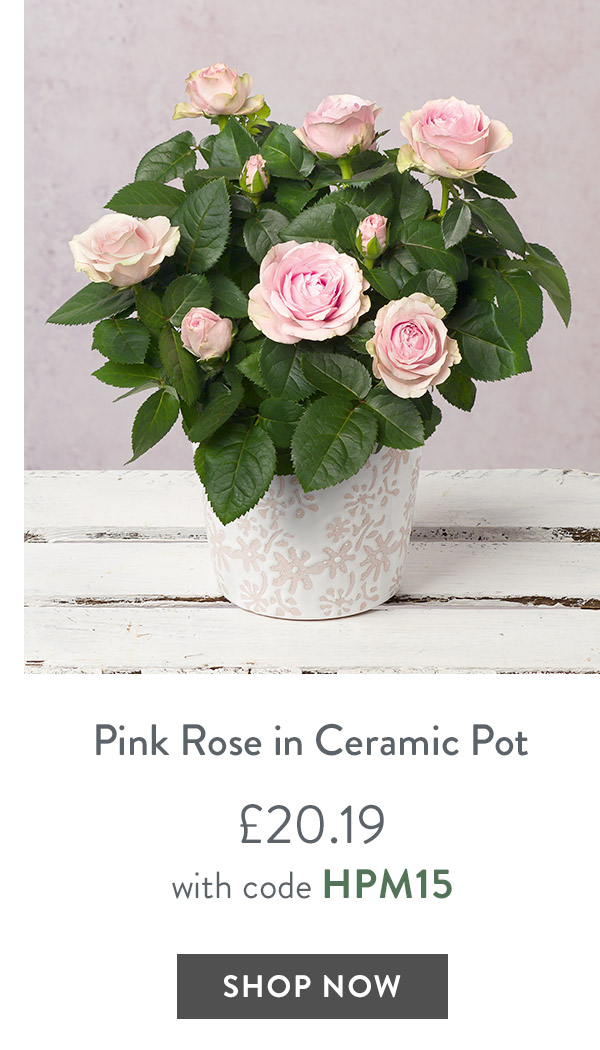 Pink Rose in Ceramic Floral Pot - only &pound;23.16 with code