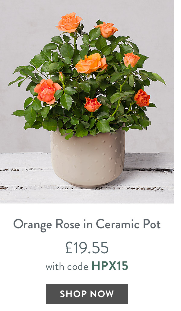 Orange Rose in Ceramic Pot - only &pound;19.55 with code