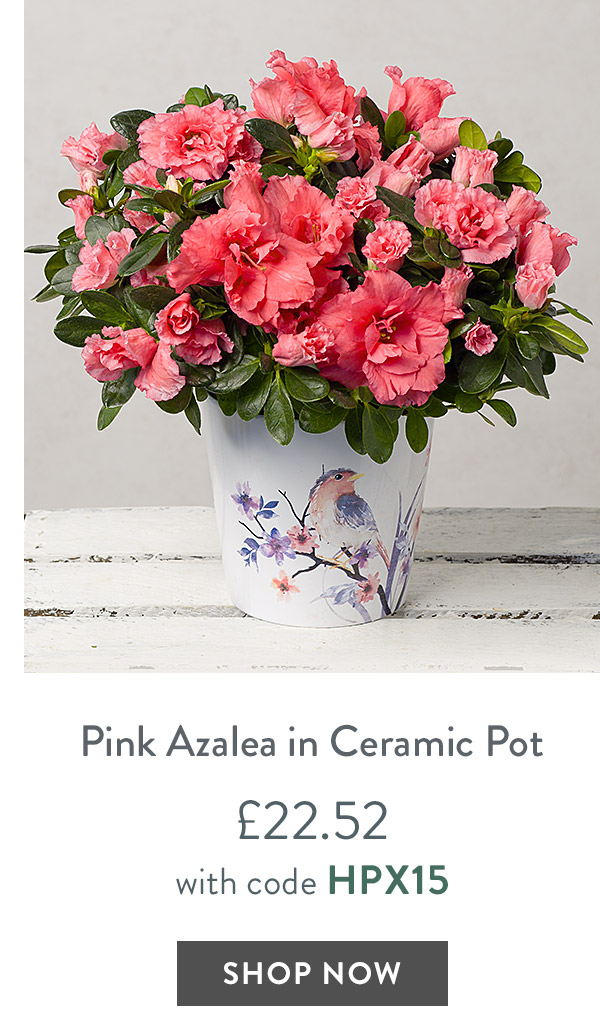 Pink Azalea in Ceramic Bird Pot - only &pound;22.52 with code