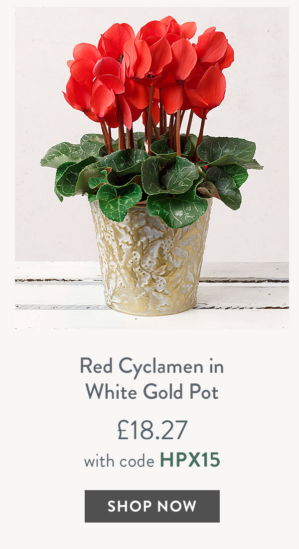 Red Cyclamen in White Gold Pot - only &pound;18.27 with code