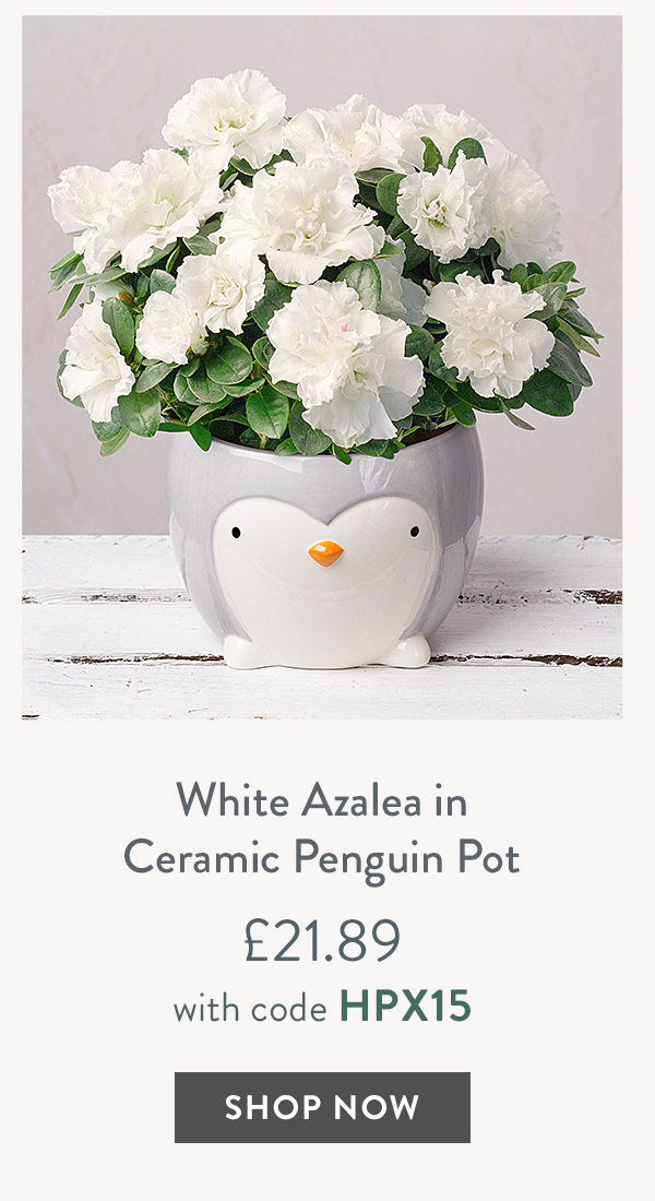 Ficus Ginseng White Azalea in Ceramic Penguin Pot - only &pound;21.89 with code