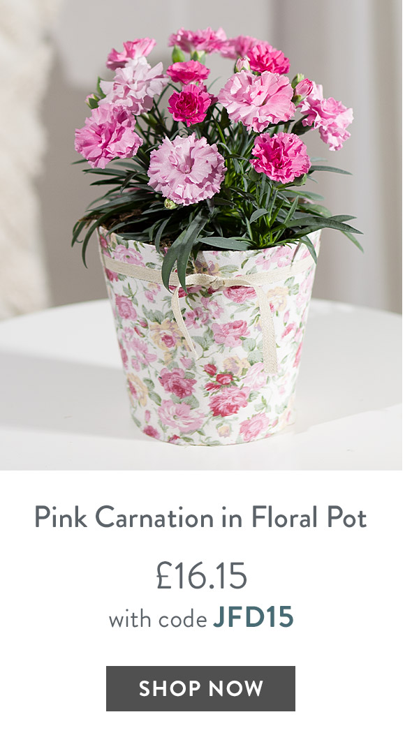 Pink Carnation Plant in Floral Pot - only &pound;16.15 with code