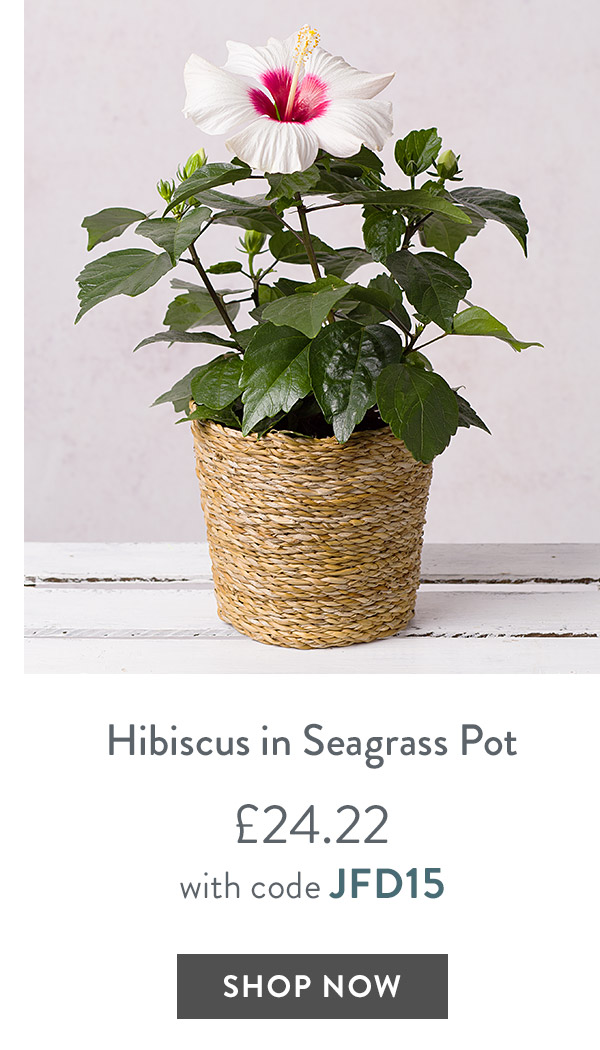 Hibiscus in Seagrass Pot - only &pound;24.22 with code