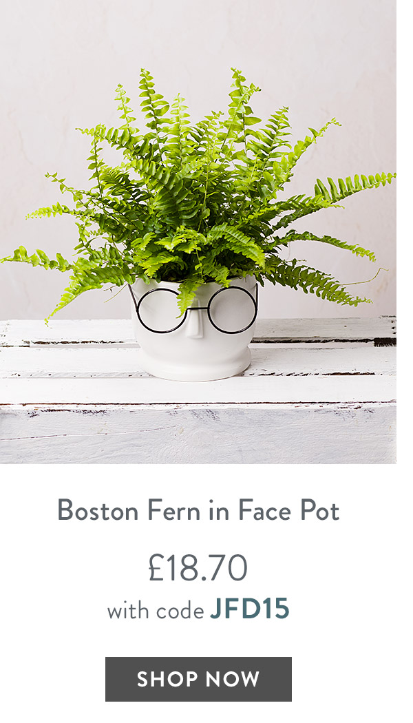 Boston Fern in Ceramic Face Pot - only &pound;18.70 with code