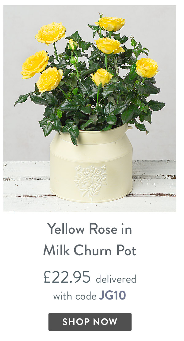 Yellow Rose in Milk Churn Pot - only &pound;22.95 delivered