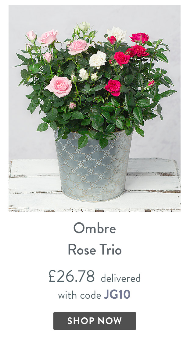 Ombre Rose Trio - only &pound;26.78 delivered