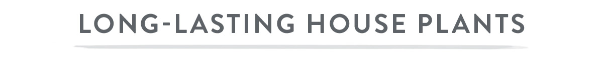 Long-lasting House Plants