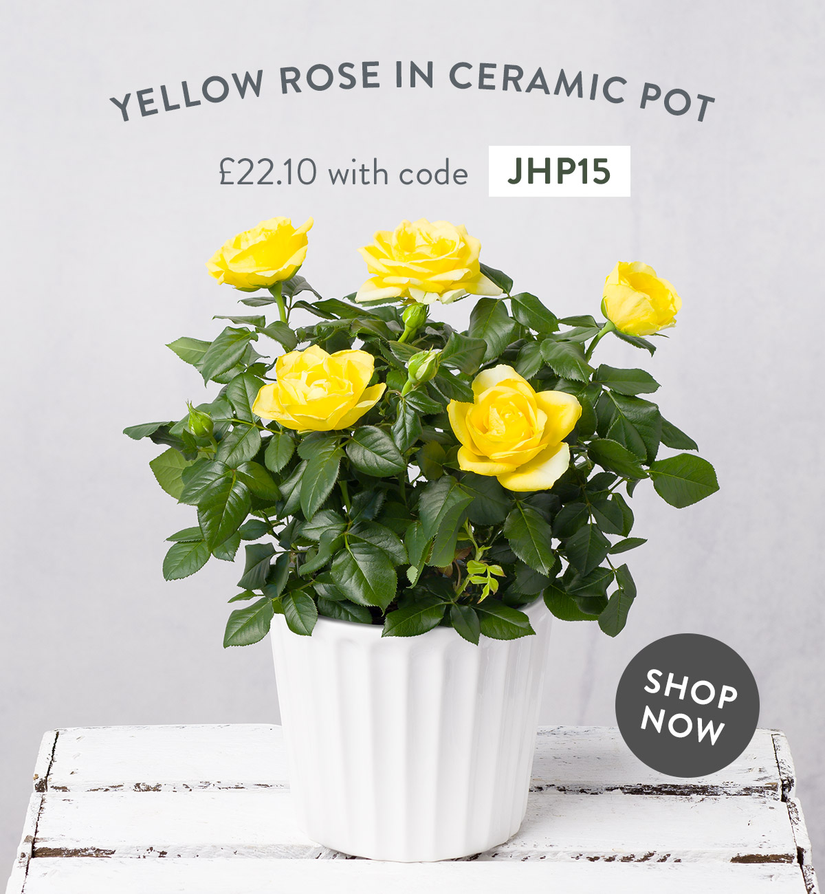 Yellow Rose in White Pot - only &pound;22.10 with code