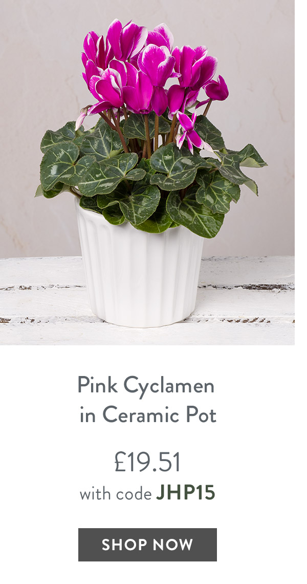 Pink Cyclamen in Ceramic Pot - only &pound;19.51 with code